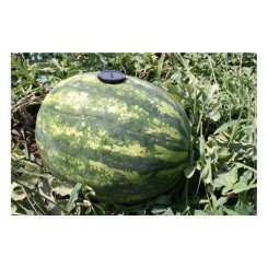 Гротеск F1 семян арбуза раннего (Agri Saaten)