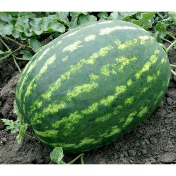 Амфион F1 семян арбуза раннего (Takii Seeds)
