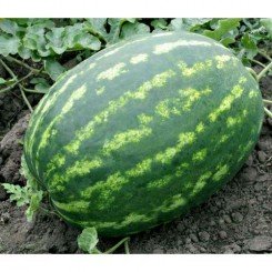 Амфион F1 семян арбуза раннего (Takii Seeds)