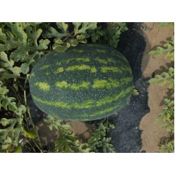 Династі F1 (HSR 4657 F1) насіння кавуна раннього (Hollar Seeds)