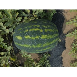 Династи F1 (HSR 4657 F1) семена арбуза раннего (Hollar Seeds)