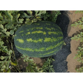 Династи F1 (HSR 4657 F1) семена арбуза раннего (Hollar Seeds)