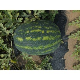 Династи F1 (HSR 4657 F1) семена арбуза раннего (Hollar Seeds)