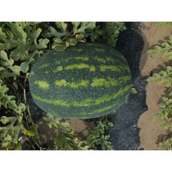 Династі F1 (HSR 4657 F1) насіння кавуна раннього (Hollar Seeds)