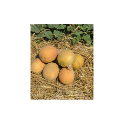Гурмет F1 семена дыни (Hollar Seeds)