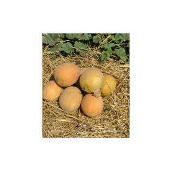 Гурмет F1 насіння дині (Hollar Seeds)