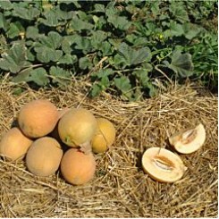 Робаст F1 насіння дині (Hollar Seeds)