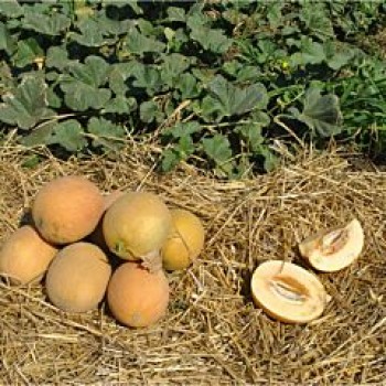 Робаст F1 насіння дині (Hollar Seeds)
