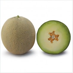 КС 7044 F1 насіння дині (Kitano Seeds)
