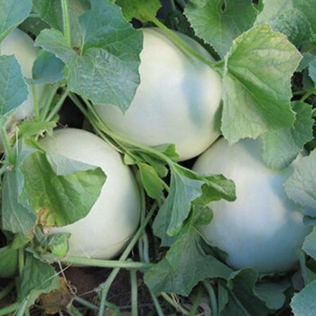 КС 3397 F1 семена дыни (Kitano Seeds)