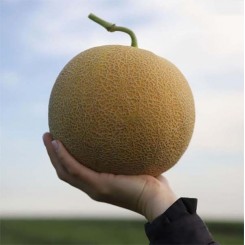 КС 833 F1 насіння дині (Kitano Seeds)