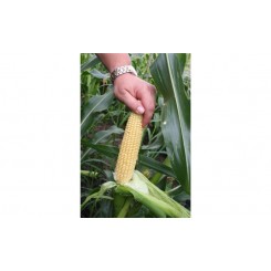 Світ Наггет F1 насіння кукурудзи суперсолодкої Sh2 (Agri Saaten)