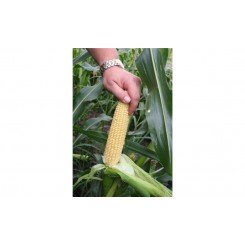 Мир Наггет F1 семена кукурузы суперсладкой Sh2 (Agri Saaten)