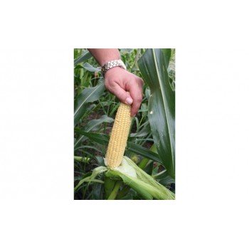 Мир Наггет F1 семена кукурузы суперсладкой Sh2 (Agri Saaten)
