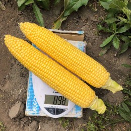 Вождь F1 семена кукурузы суперсладкой Sh2 (Lark Seeds)