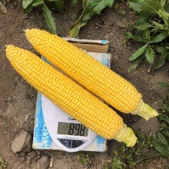 Вождь F1 семена кукурузы суперсладкой Sh2 (Lark Seeds)