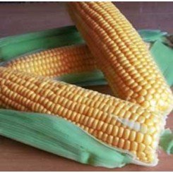 ГСС 1477 F1 семена кукурузы суперсладкой Sh2 (Syngenta)