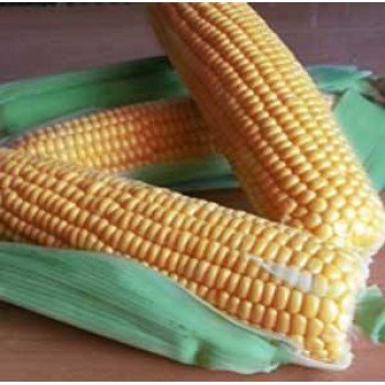 ГСС 1477 F1 семена кукурузы суперсладкой Sh2 (Syngenta)