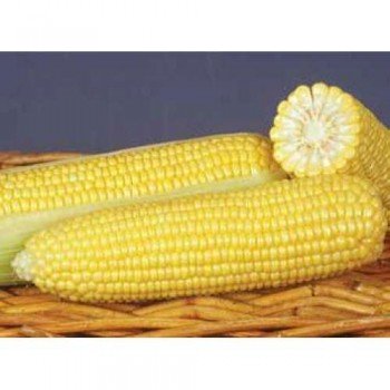 ГСС 8529 F1 семена кукурузы суперсладкой Sh2 (Syngenta)