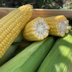 Шамо F1 семена кукурузы суперсладкой Sh2 (Lark Seeds)