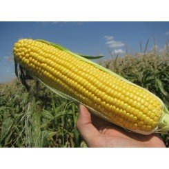 Вондерленд F1 семена кукурузы суперсладкой Sh2 (Agri Saaten)