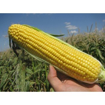 Вондерленд F1 семена кукурузы суперсладкой Sh2 (Agri Saaten)