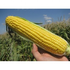 Світ Вондер F1 насіння кукурудзи суперсолодкої Sh2 (Agri Saaten)
