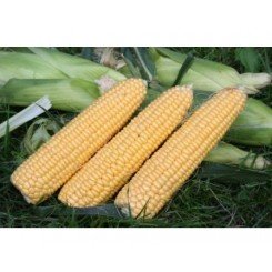 Мир Имидж F1 семена кукурузы суперсладкой Sh2 (Agri Saaten)