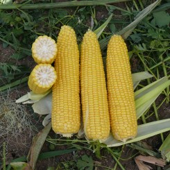 Тесті Дрім F1 насіння кукурудзи суперсолодкої Sh2 (Agri Saaten)