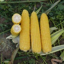 Тести Дрим F1 семена кукурузы суперсладкой Sh2 (Agri Saaten)