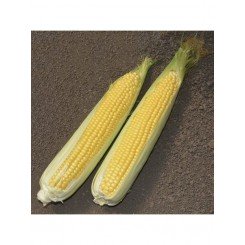 Голд Кроун F1 семена кукурузы суперсладкой Sh2 (Dorsing Seeds)