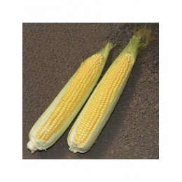 Голд Кроун F1 насіння кукурудзи суперсолодкої Sh2 (Dorsing Seeds)