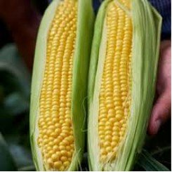 Шифтен F1 семена кукурузы суперсладкой Sh2 (Agri Saaten)