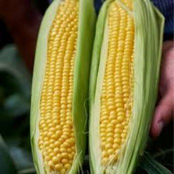 Шифтен F1 семена кукурузы суперсладкой Sh2 (Agri Saaten)