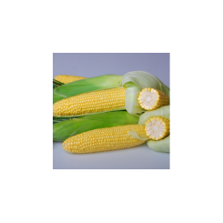 Марта F1 насіння кукурудзи суперсолодкої Sh2 (May Seeds)