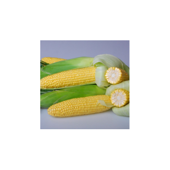Марта F1 семена кукурузы суперсладкой Sh2 (May Seeds)