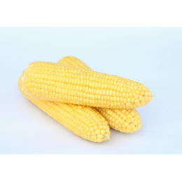 Барон F1 насіння кукурудзи суперсолодкої Sh2 (May Seeds)