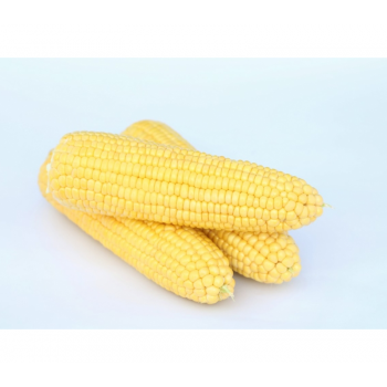 Барон F1 семена кукурузы суперсладкой Sh2 (May Seeds)