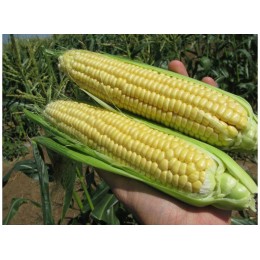 AGX 11-195 F1 семена кукурузы суперсладкой Sh2 (Agri Saaten)