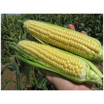 AGX 11-195 F1 семена кукурузы суперсладкой Sh2 (Agri Saaten)
