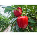 Маргарита F1 семян перца сладкого (United Genetics)