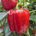 Маргарита F1 насіння перцю солодкого (United Genetics)