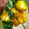 Віват F1 насіння перцю солодкого (Spark Seeds)