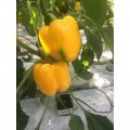 Віват F1 насіння перцю солодкого (Spark Seeds)
