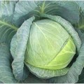 Бирюза семян капусты белокочанной (Satimex)