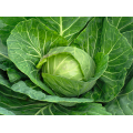 Брауншвайгер семян капусты белокочанной (Hortus)