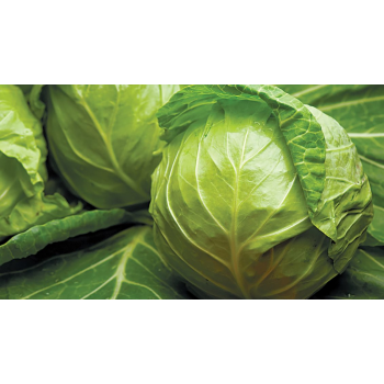 Брауншвайгер насіння капусти білокачанної (Hortus)