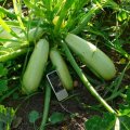 Муфаса F1 насіння кабачка (Lark Seeds)
