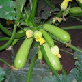 Немо F1 семена кабачка (Lark Seeds)