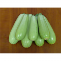 Немо F1 семена кабачка (Lark Seeds)
